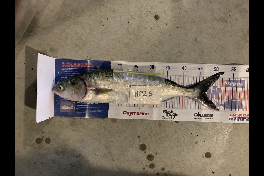 Mark Piskulic caught this 46.5cm Kahawai at Northland during The Export NZ Fishing Competition